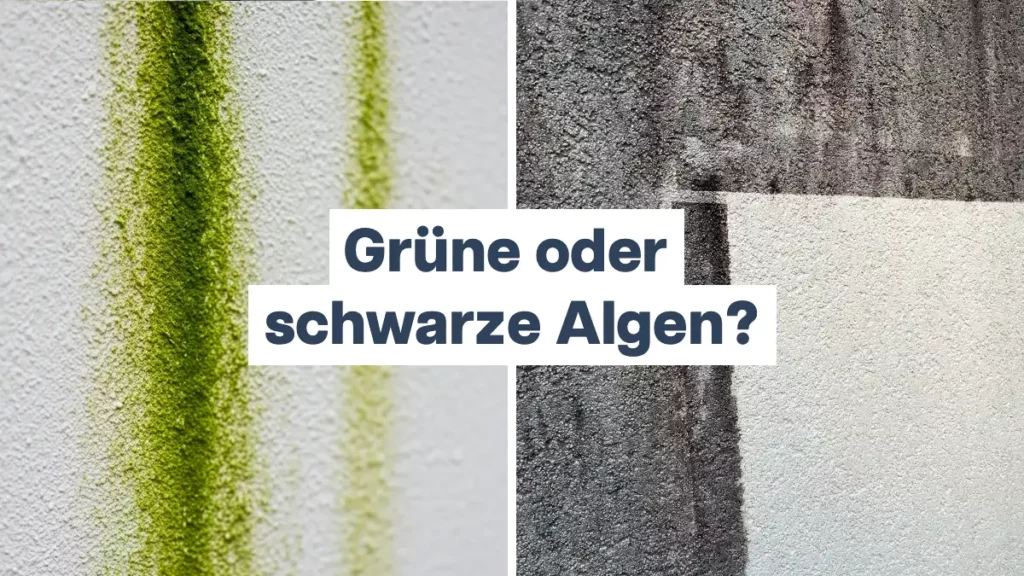 Grüne oder schwarze Algen? So erkennen Sie den Unterschied an Ihrer Fassade!